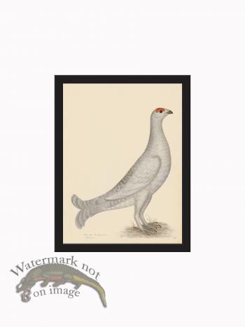 Rudbeck CFA_BF 18 GROUSE ALBINO